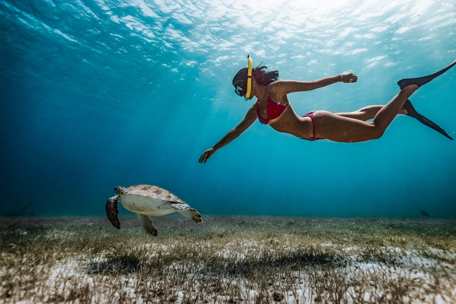 Fujairah Snorkeling Adventure with Turtles and Delicious BBQ Lunch from Dubai
