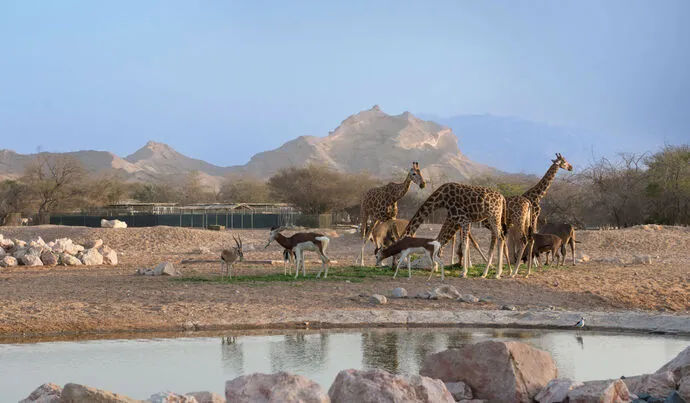 Al Ain City Tour photo 2